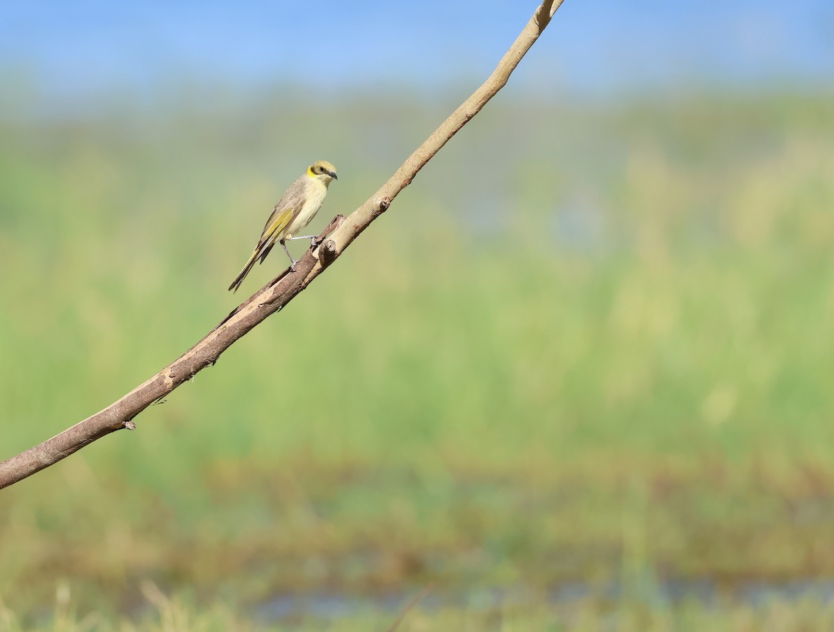 Gray-fronted Honeyeater - ML609489435