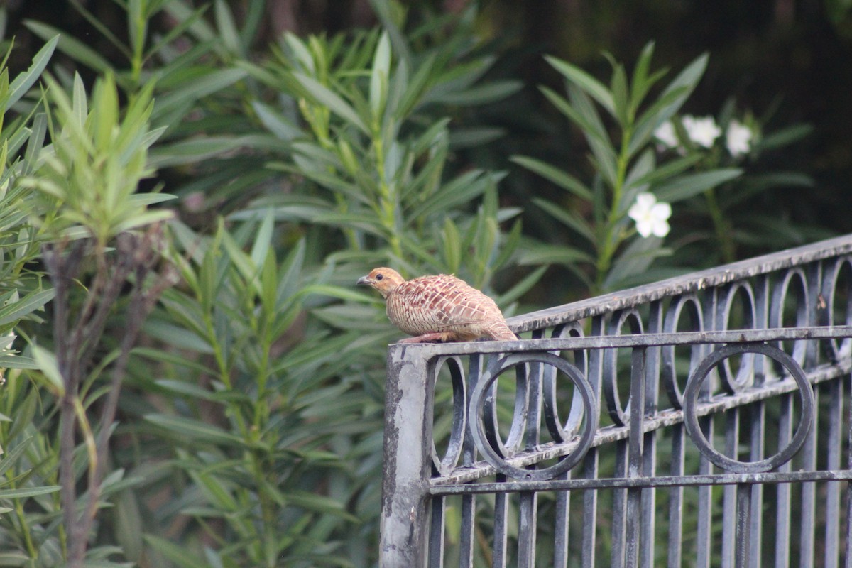 Gray Francolin - ML609489548