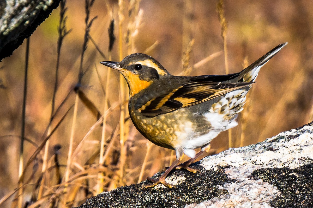 Varied Thrush - ML609489578