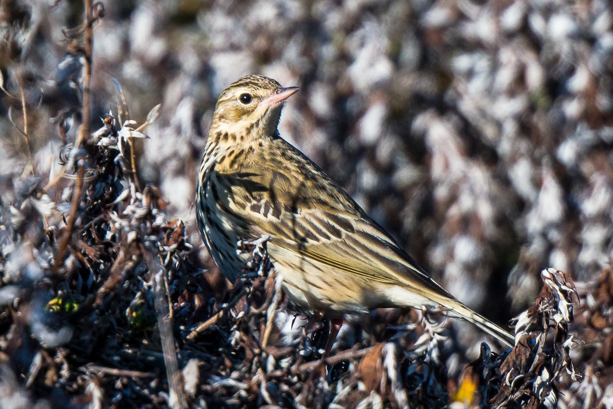 Tree Pipit - ML609489583