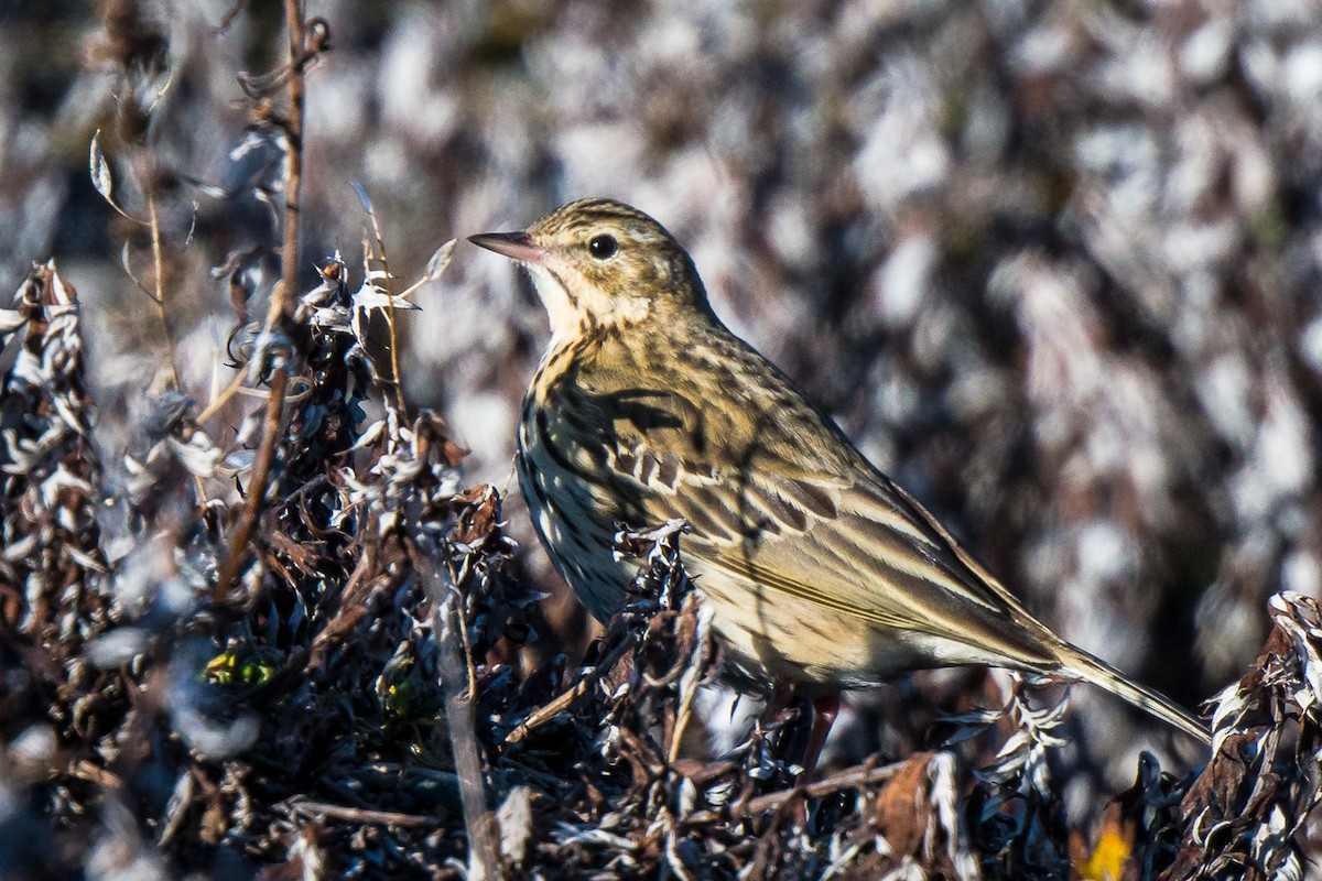 Tree Pipit - ML609489584