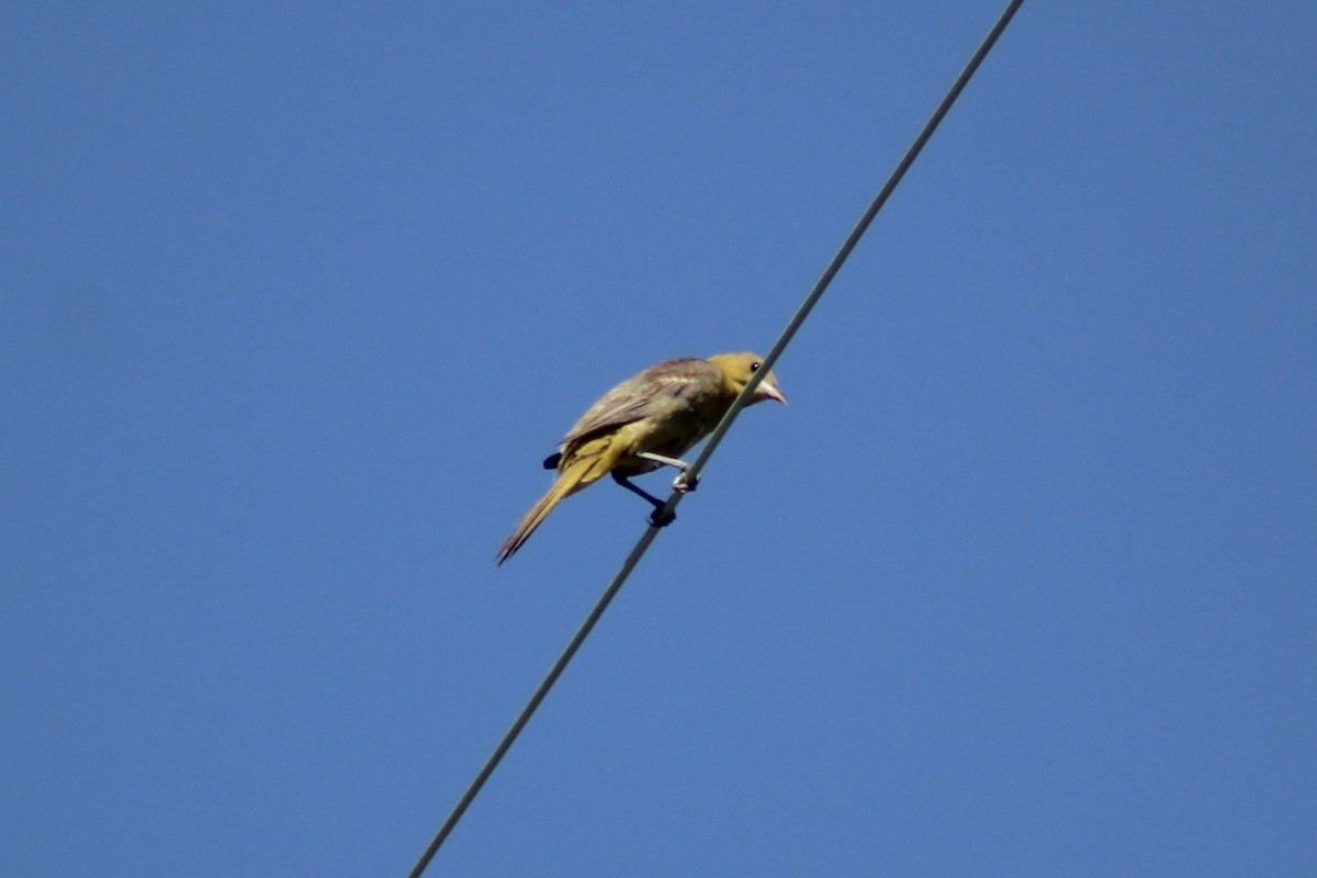 Hooded Oriole - ML609489688