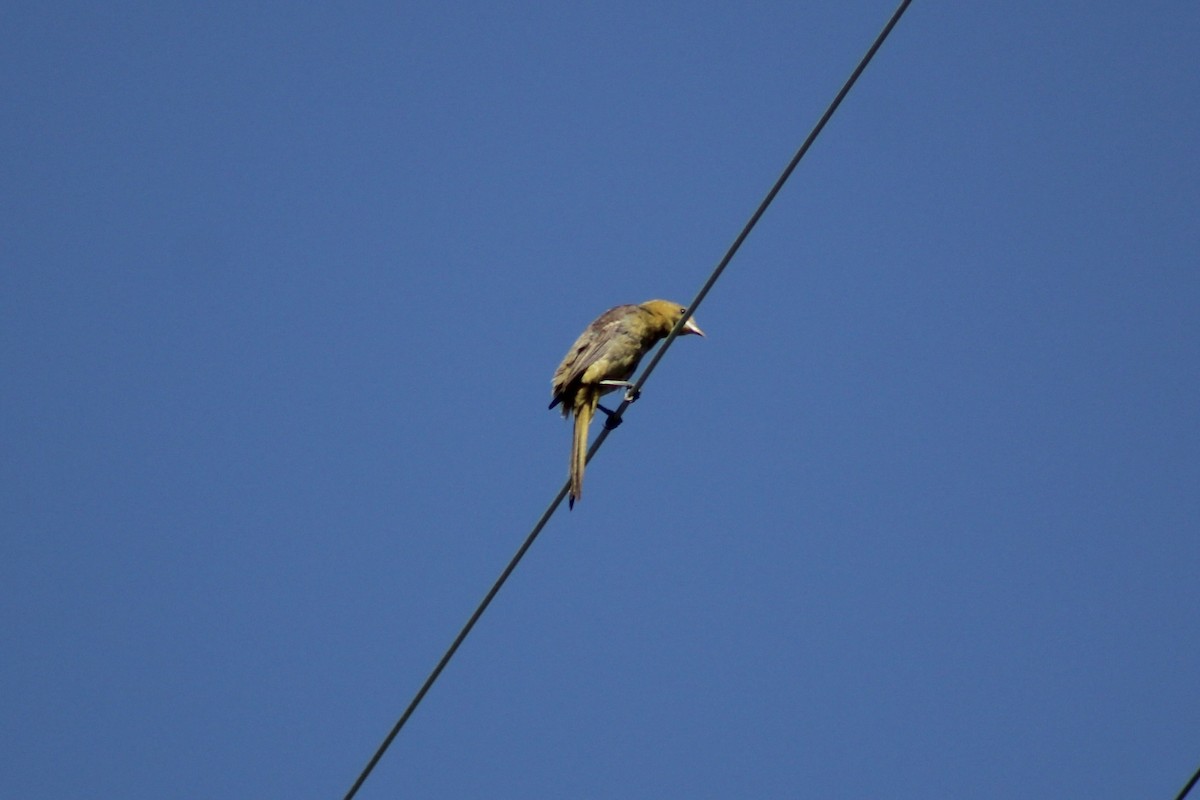 Hooded Oriole - ML609489689