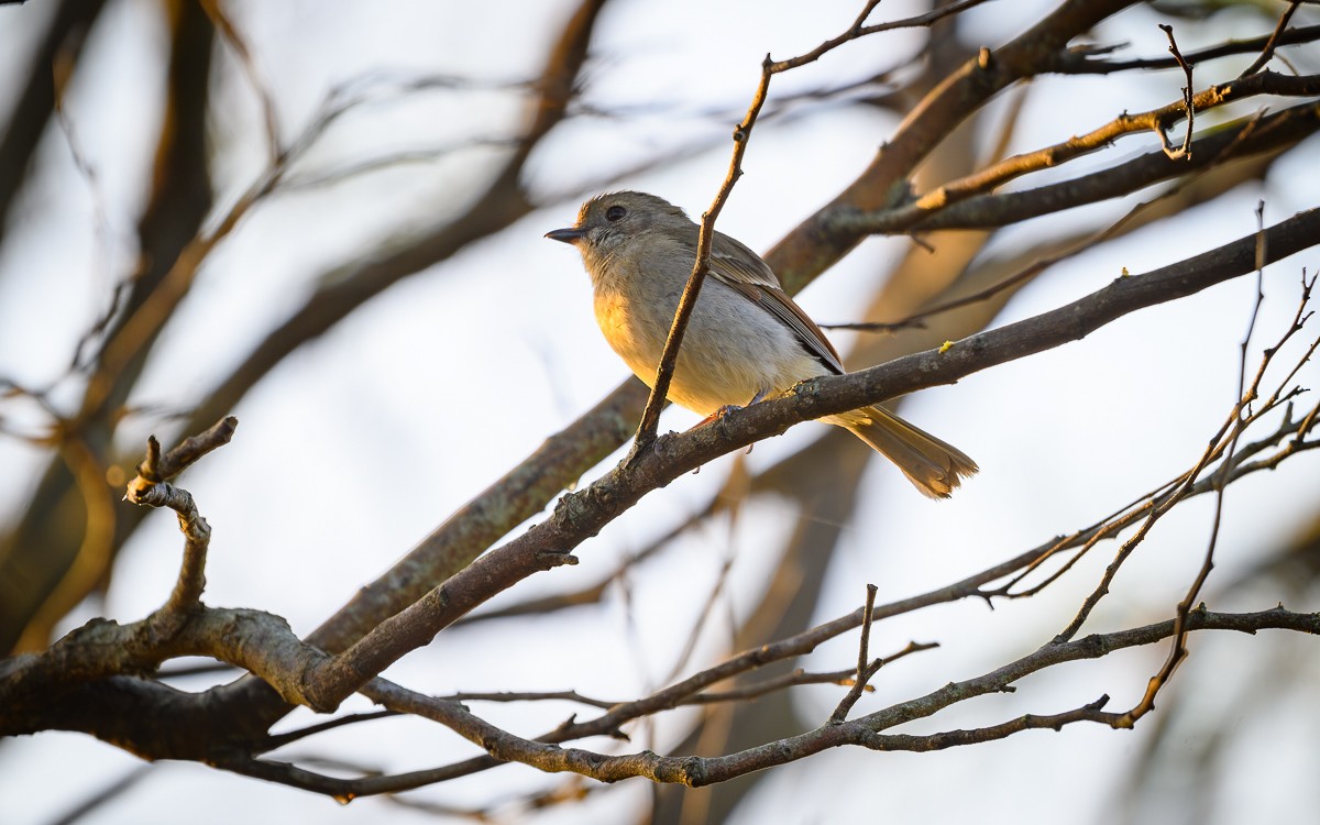 Golden Whistler - Shane Francis