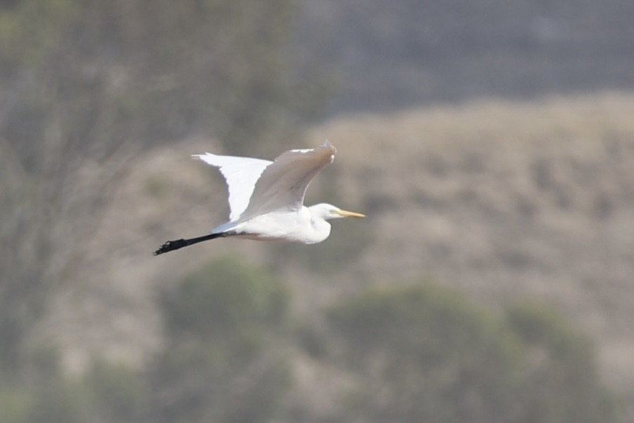 Plumed Egret - ML609489762