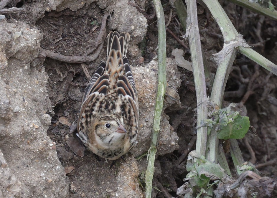 Lapland Longspur - ML609489790