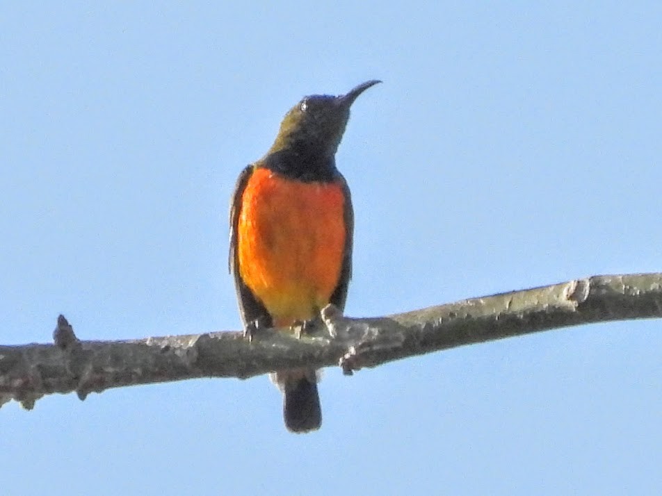 Flame-breasted Sunbird - Warren Regelmann