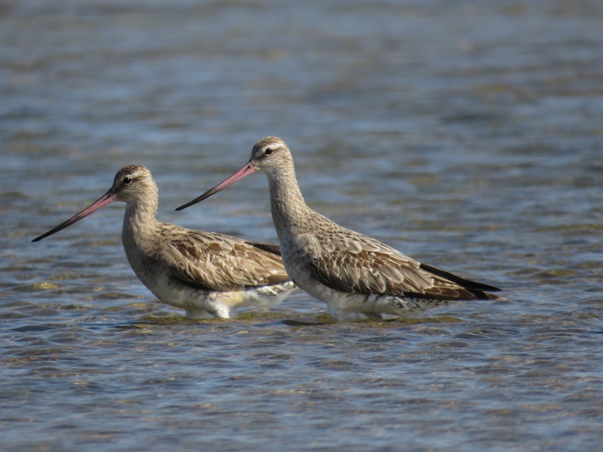 Bar-tailed Godwit - Albert Ross