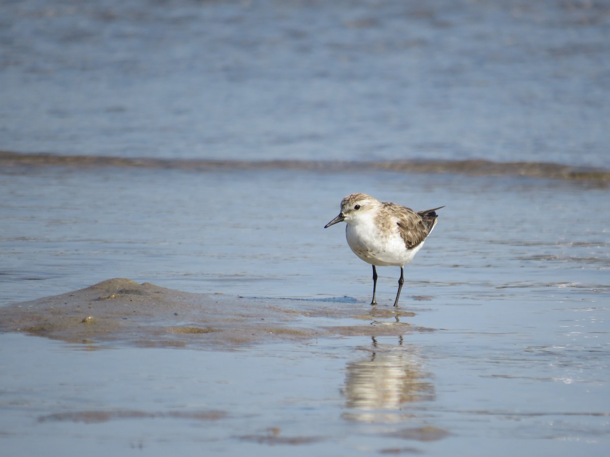 Rotkehl-Strandläufer - ML609489874