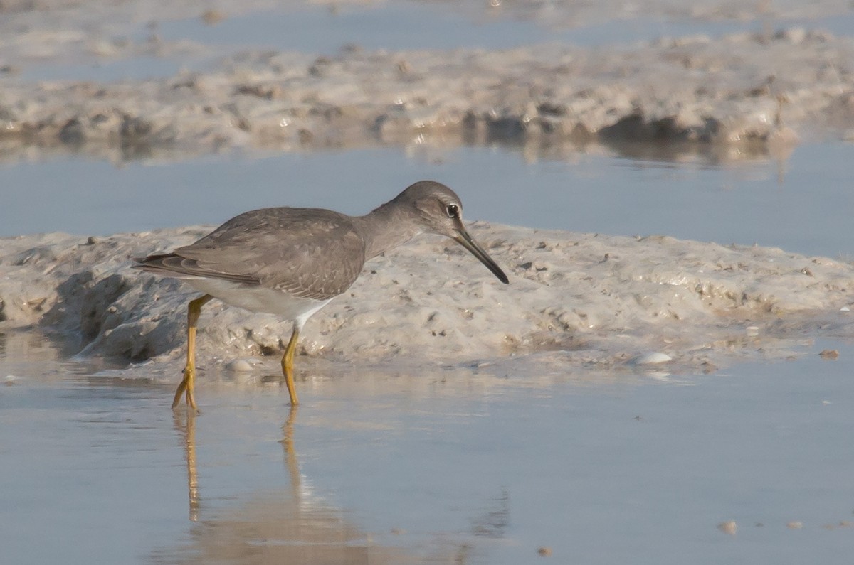 Gray-tailed Tattler - ML609489939