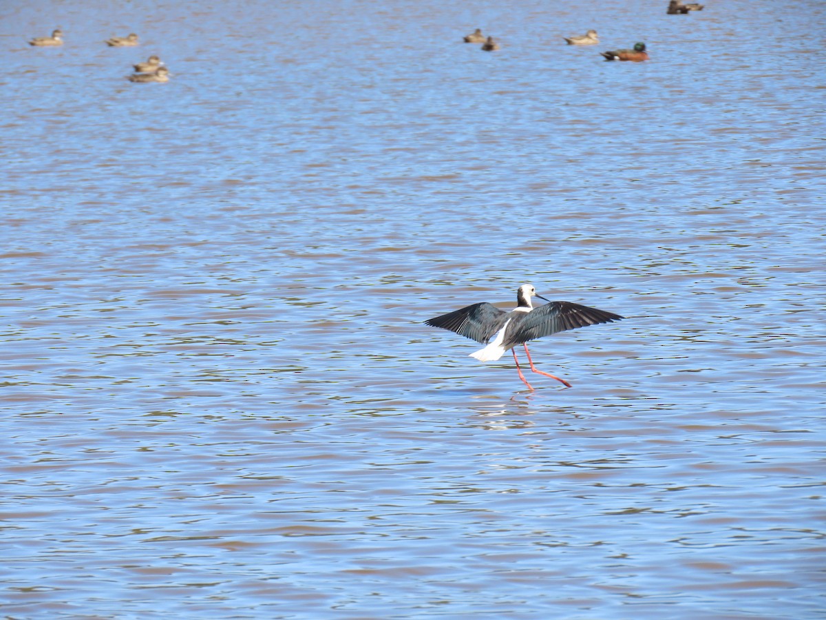 Pied Stilt - ML609489944