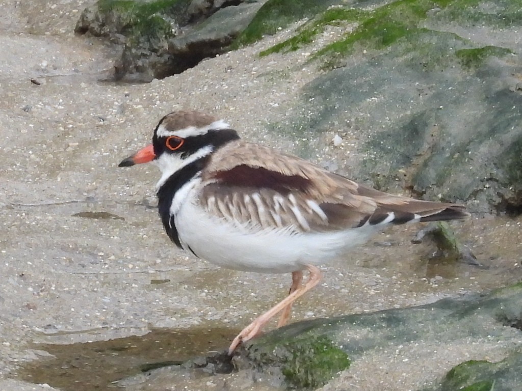 Black-fronted Dotterel - ML609489981