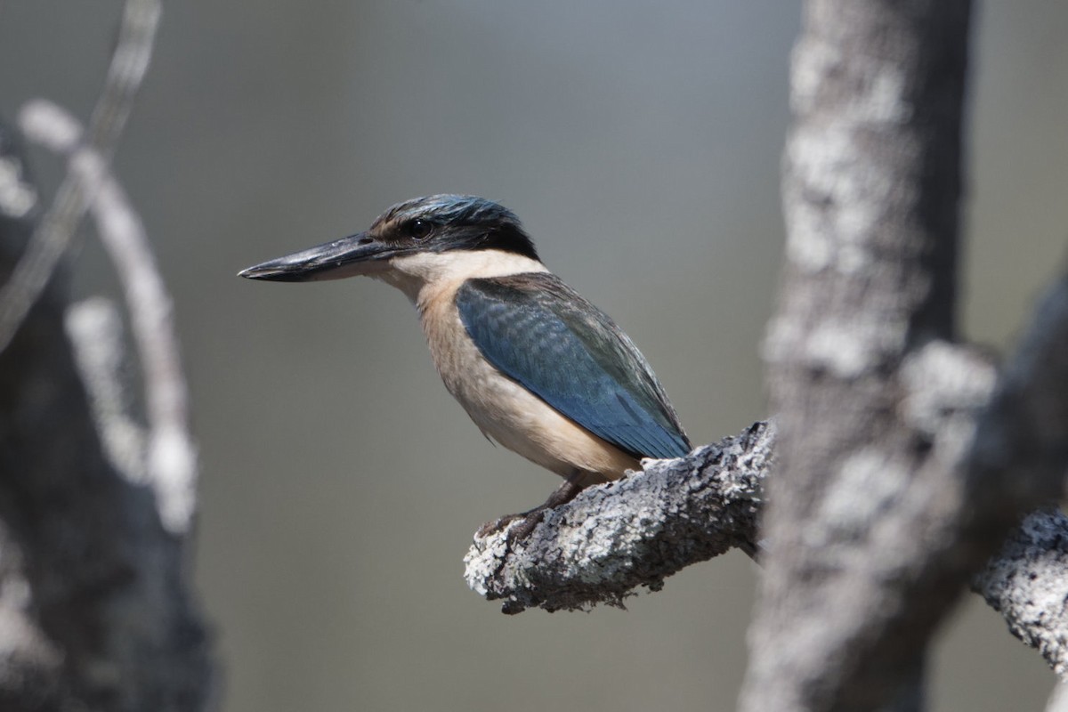 Sacred Kingfisher - Adrian van der Stel