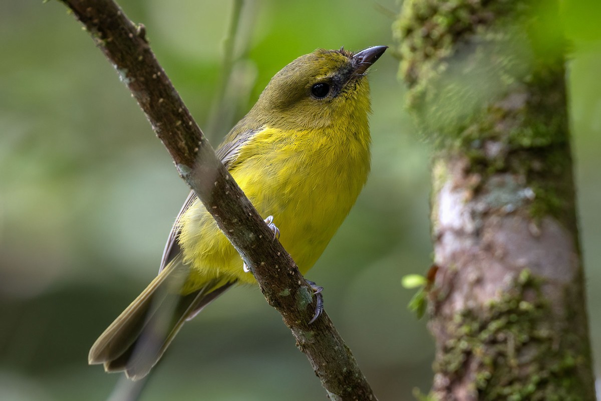 Bornean Whistler - ML609490010