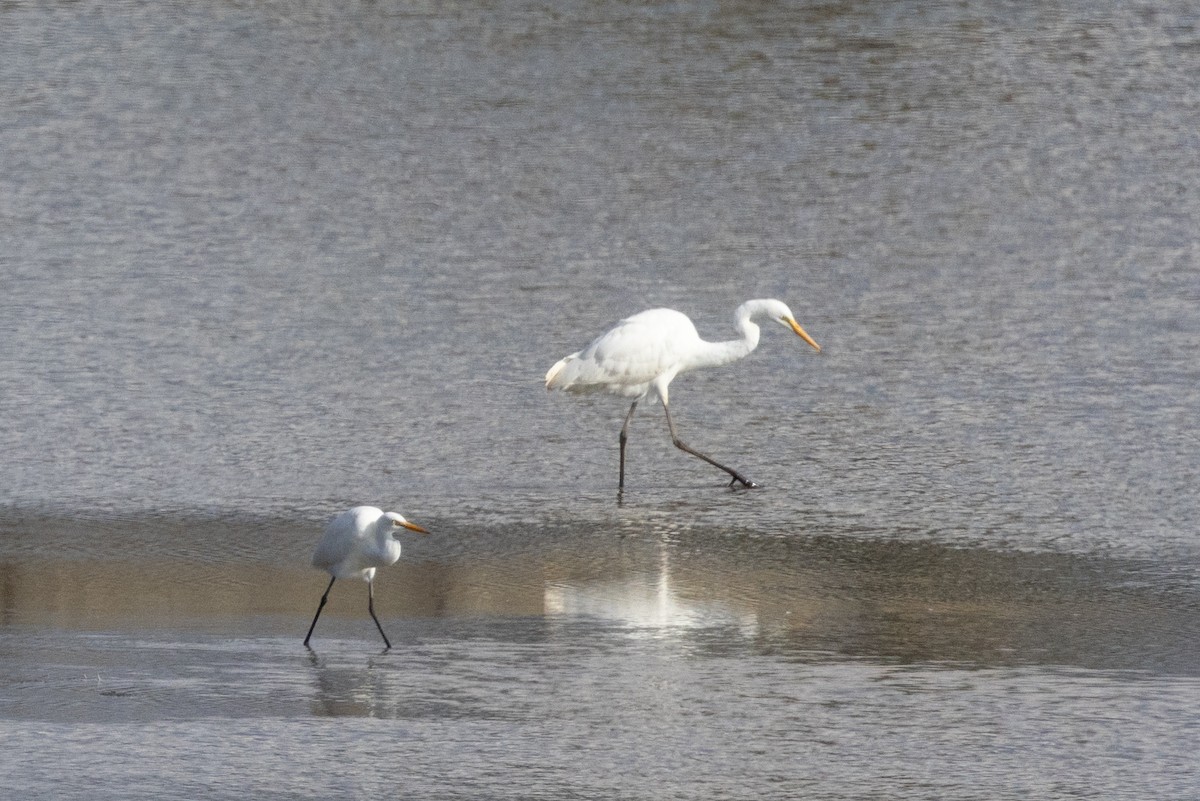 Medium Egret - Yann Muzika