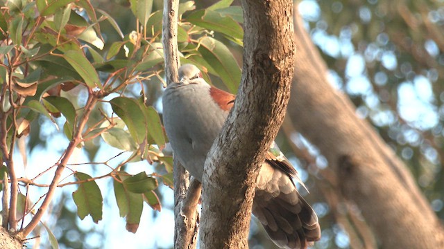 Brush Bronzewing - ML609490048