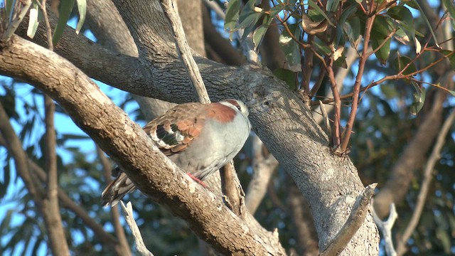 Brush Bronzewing - ML609490050