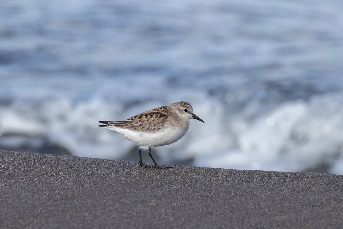 Red-necked Stint - ML609490052