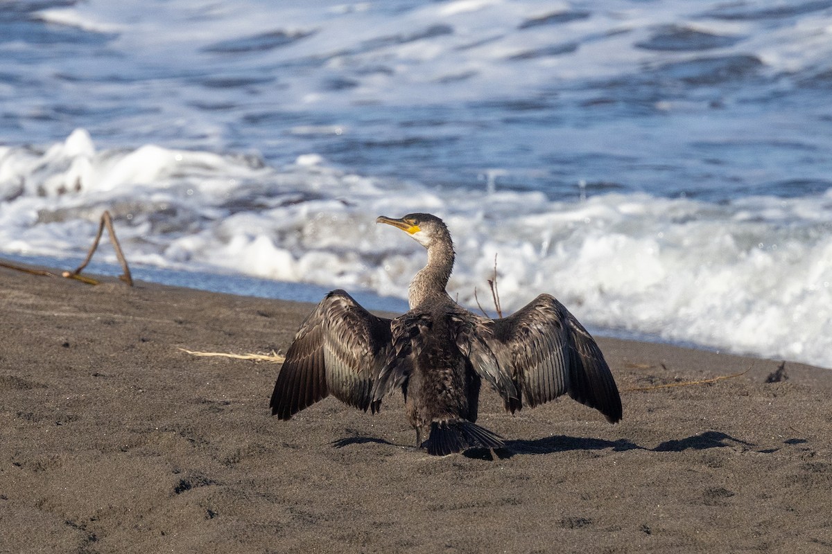 Japanese Cormorant - ML609490056