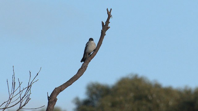 White-winged Triller - ML609490066