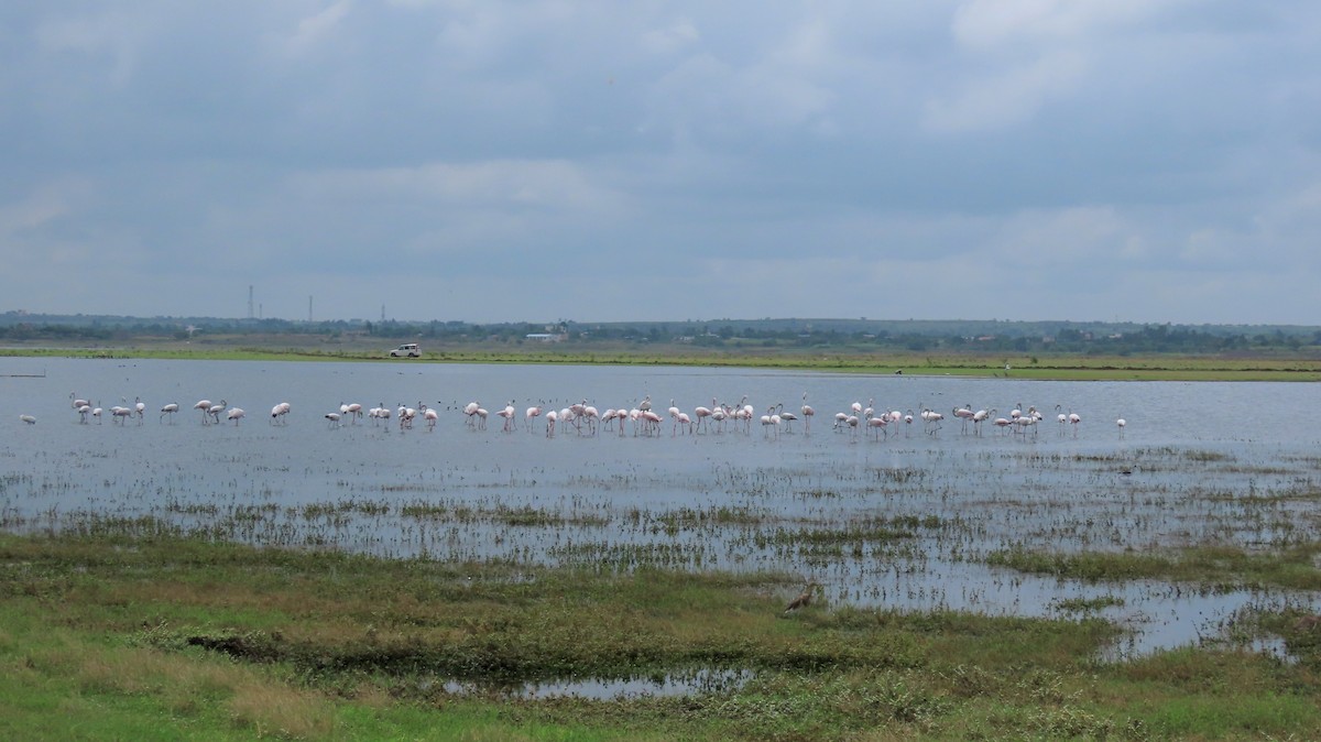 Greater Flamingo - ML609490094