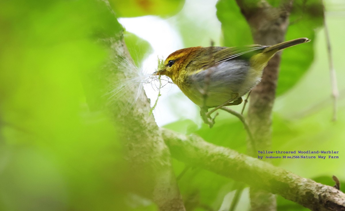 Yellow-throated Woodland-Warbler - Argrit Boonsanguan