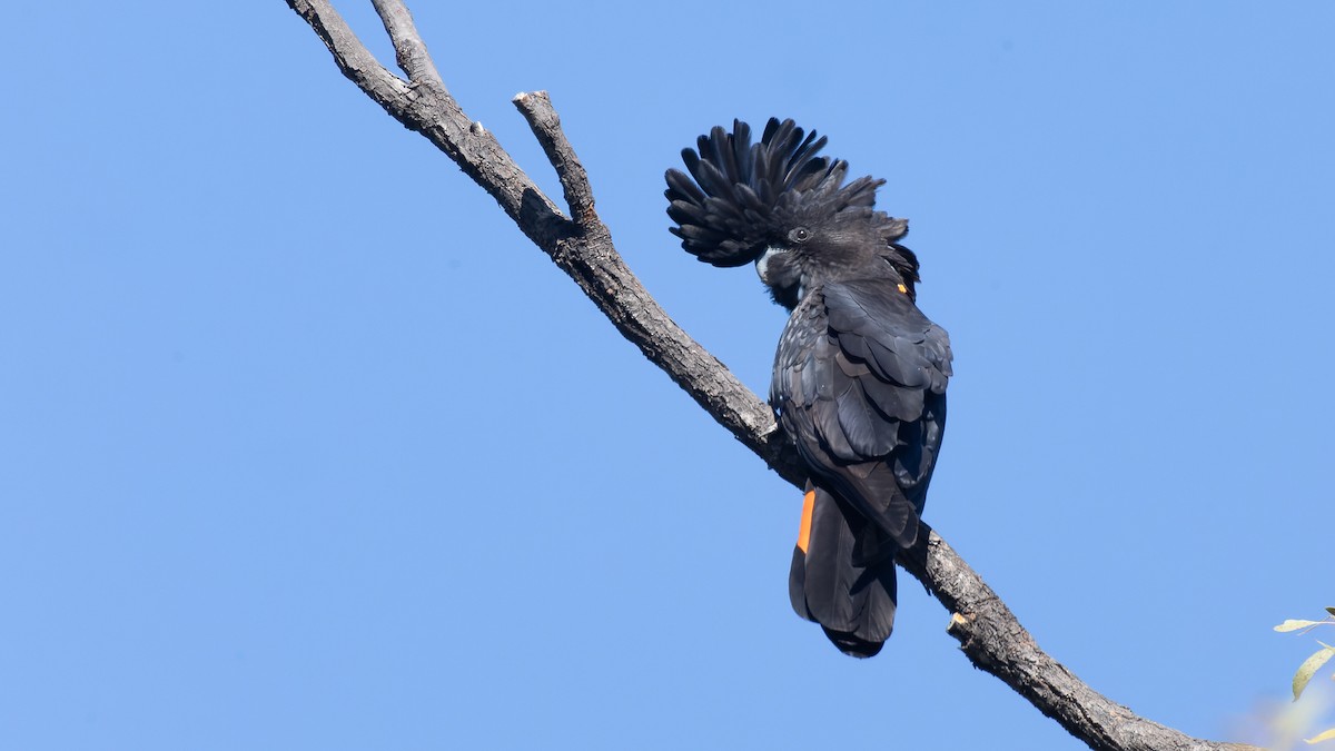 Red-tailed Black-Cockatoo - ML609490348