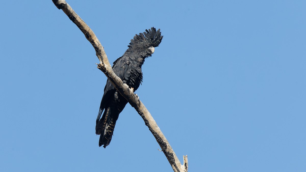 Red-tailed Black-Cockatoo - ML609490350