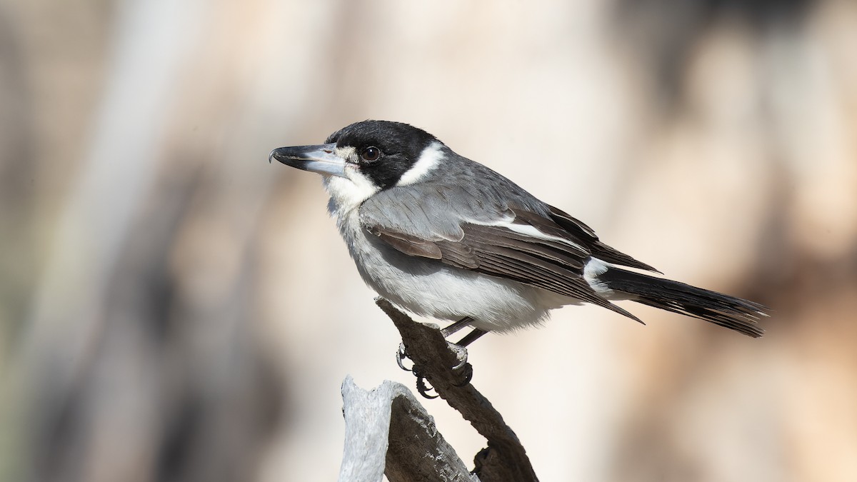 Gray Butcherbird - ML609490367