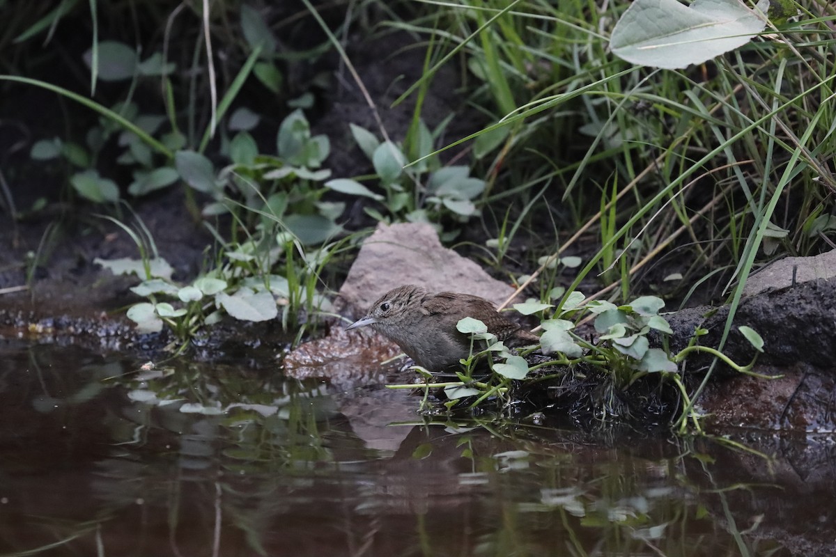 House Wren - ML609490401