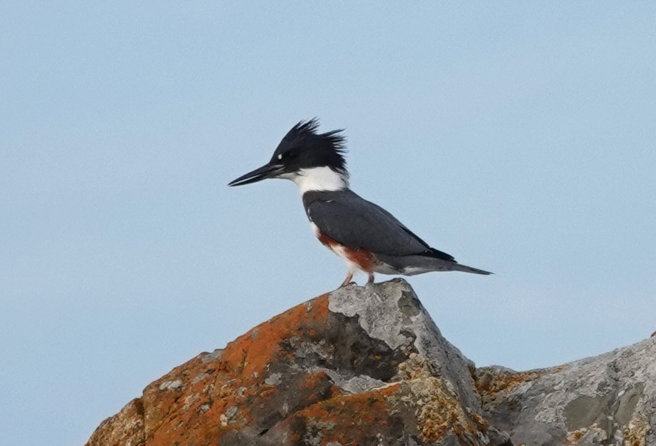 Belted Kingfisher - ML609490431