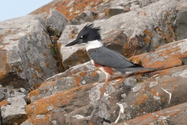 Belted Kingfisher - ML609490432