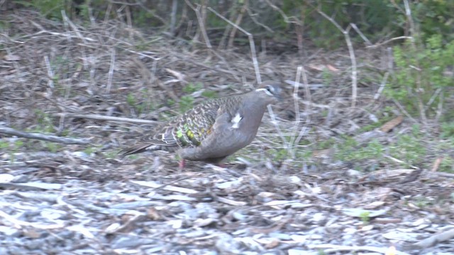 Common Bronzewing - ML609490457