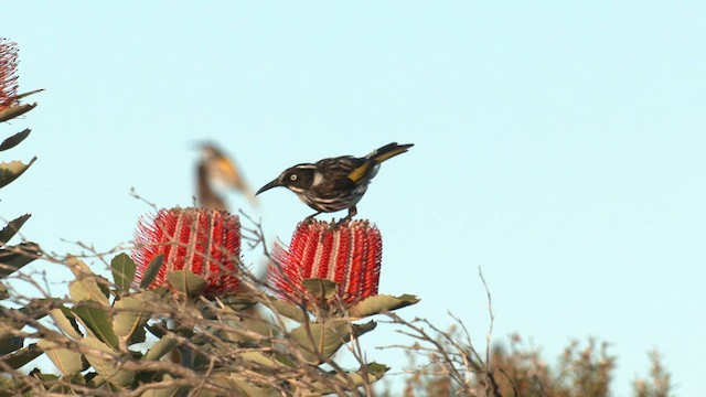 New Holland Honeyeater - ML609490474