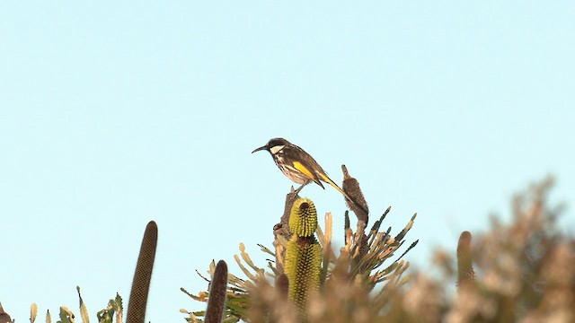 White-cheeked Honeyeater - ML609490486