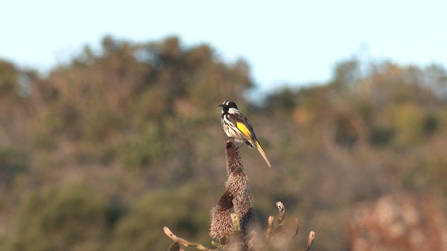 White-cheeked Honeyeater - ML609490488