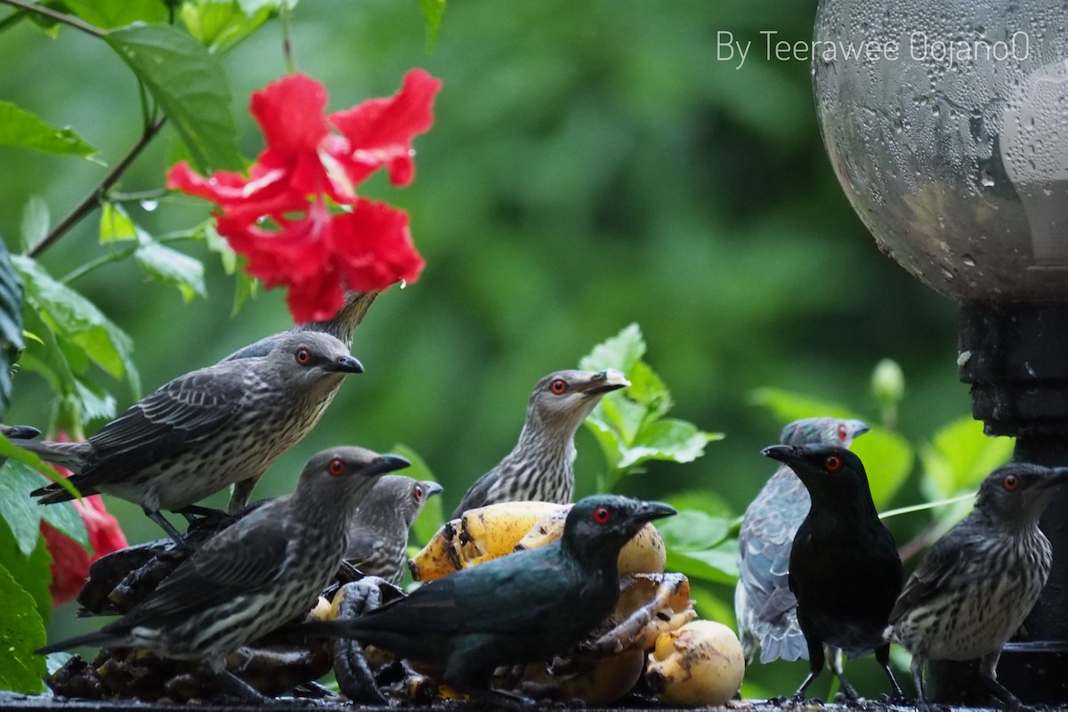 Asian Glossy Starling - ML609490649