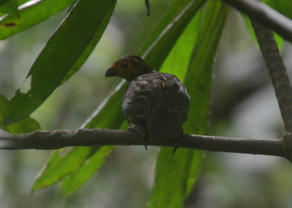 Marbled Wood-Quail - ML60949071