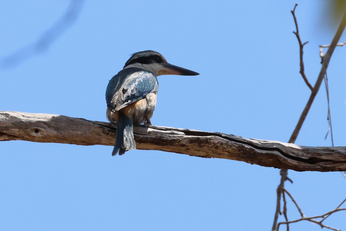 Red-backed Kingfisher - ML609490740