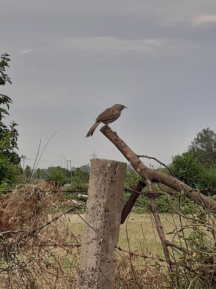 Jungle Babbler - ML609490772