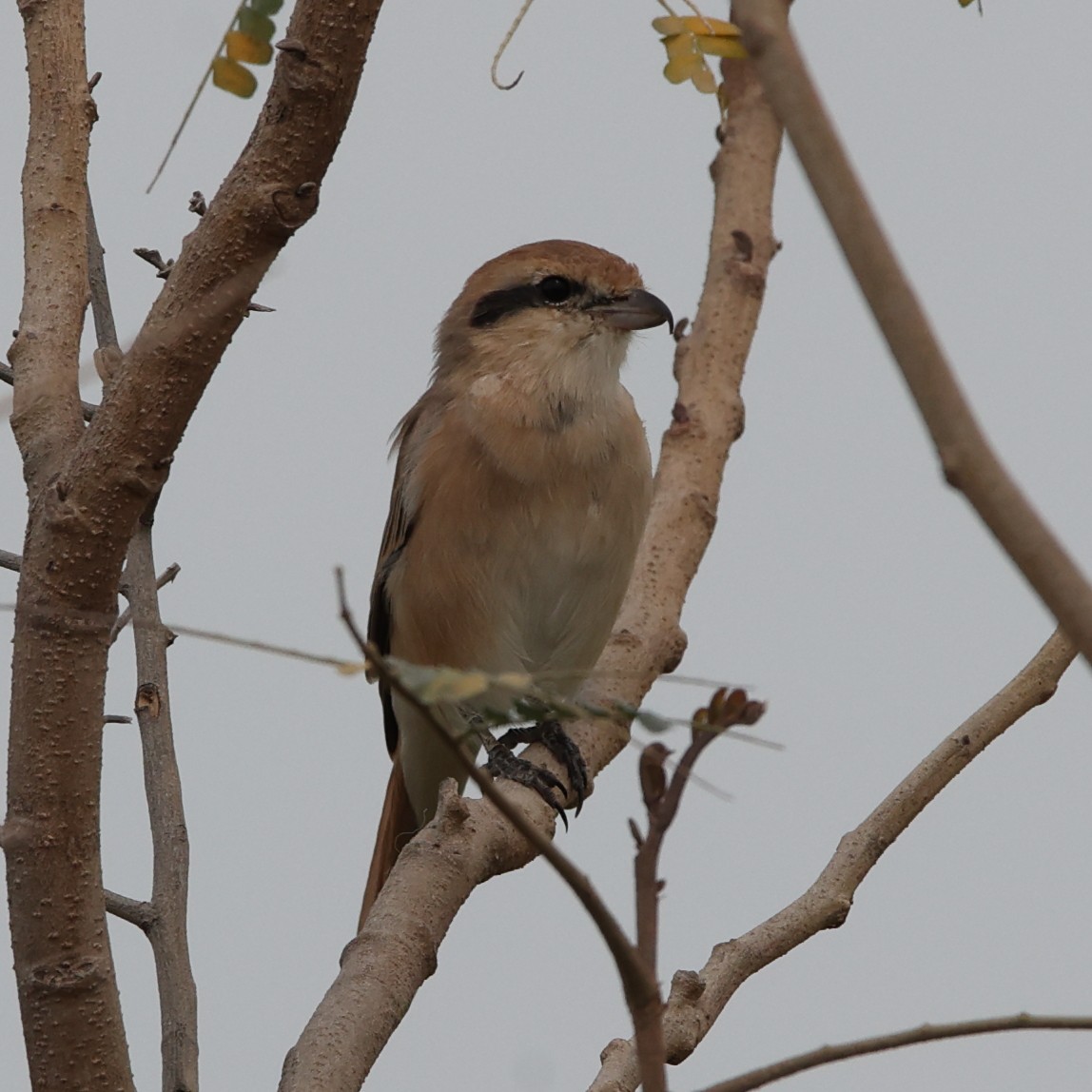 Isabelline Shrike - ML609490782