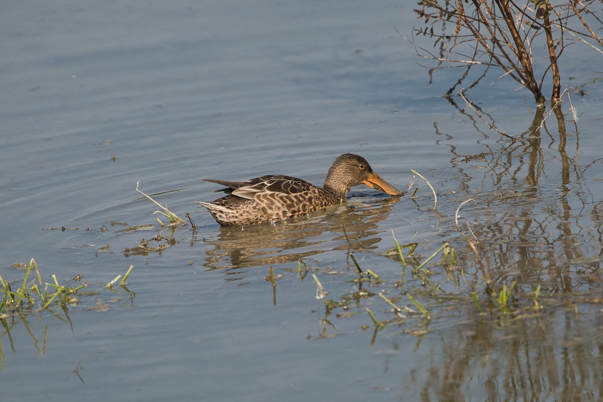 Northern Shoveler - ML609490784