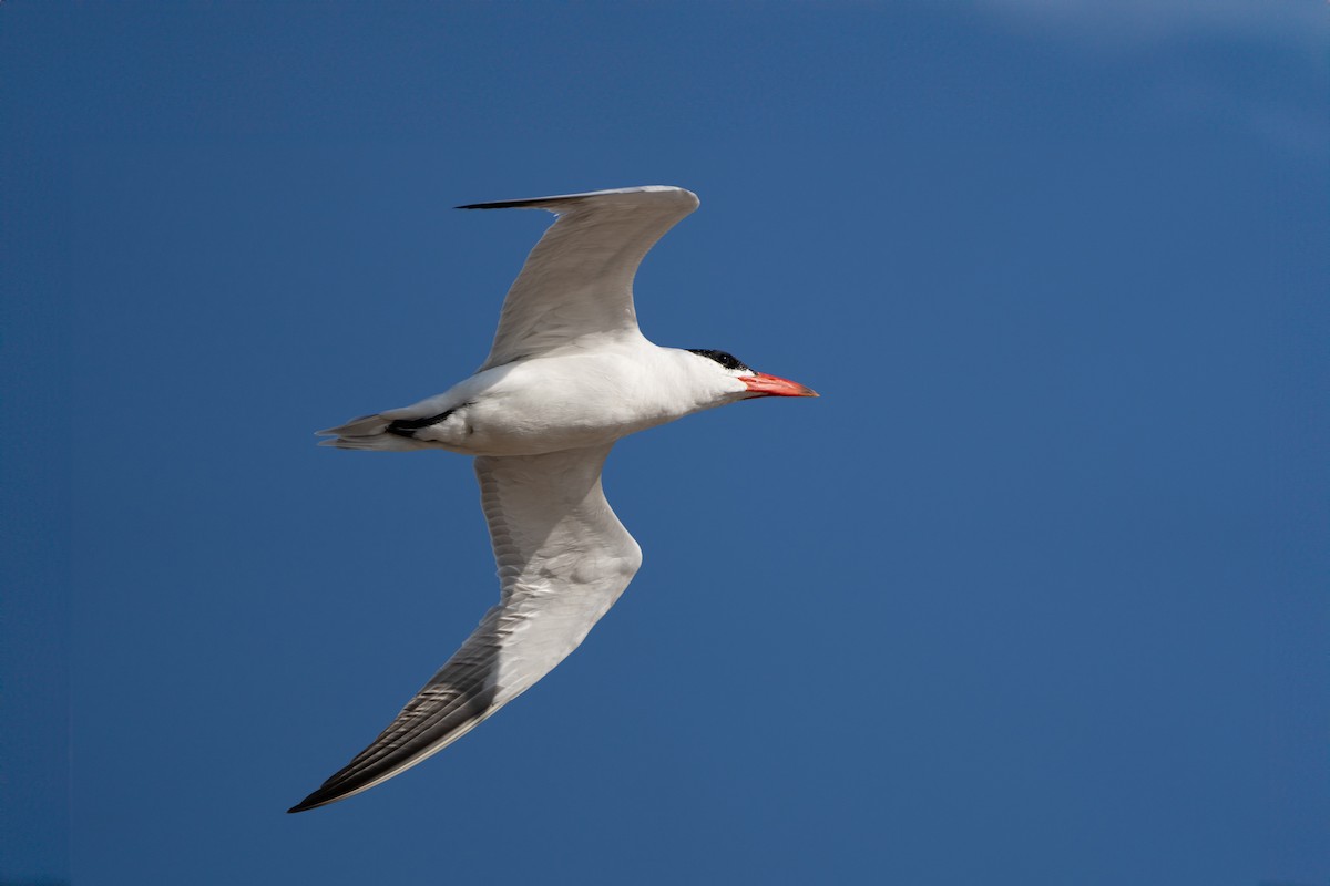 Caspian Tern - ML609490793