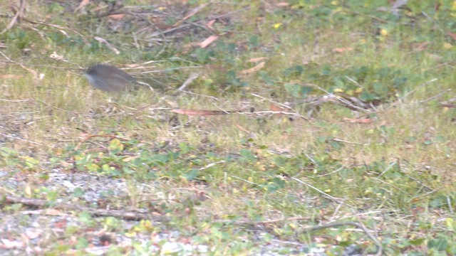 Red-winged Fairywren - ML609490840