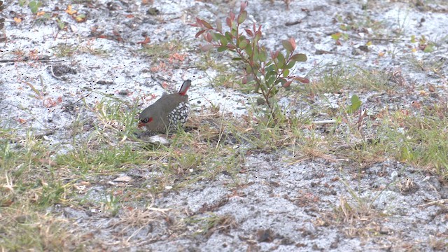 Red-eared Firetail - ML609490878