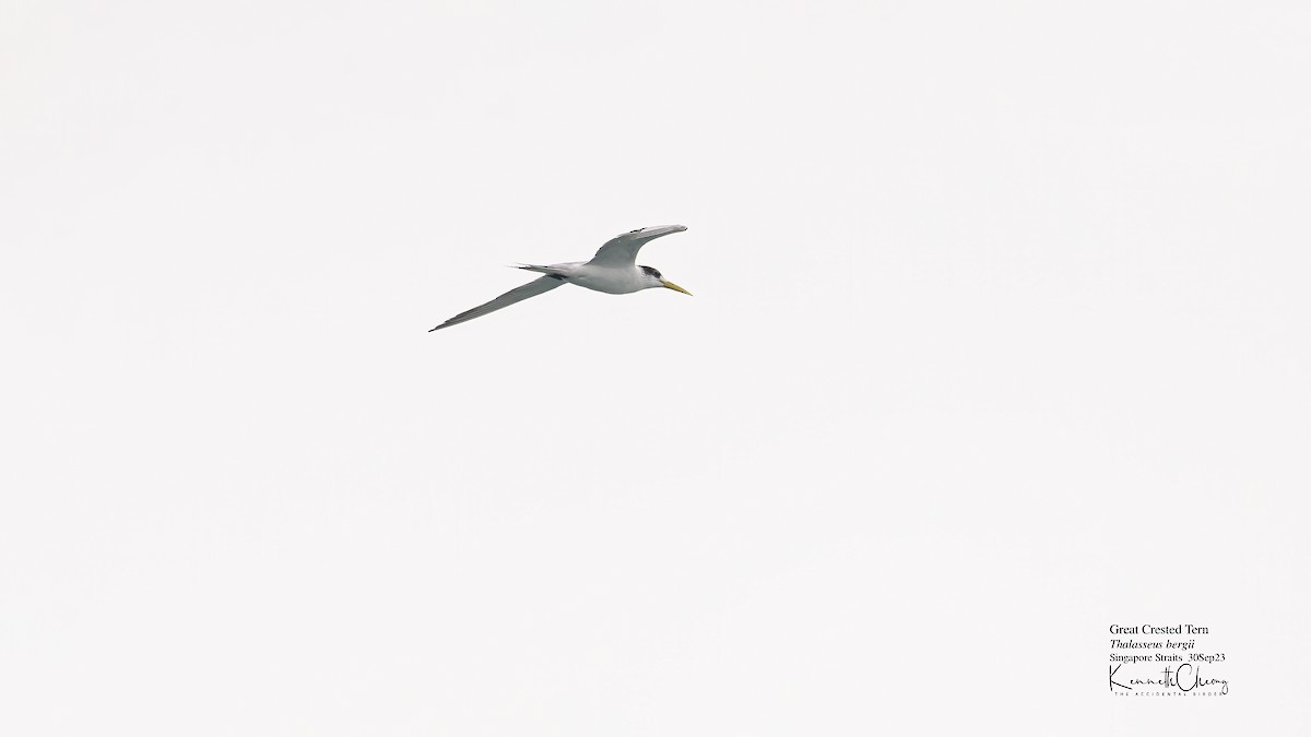Great Crested Tern - ML609490898