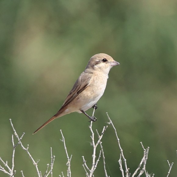 Isabelline Shrike - ML609491024