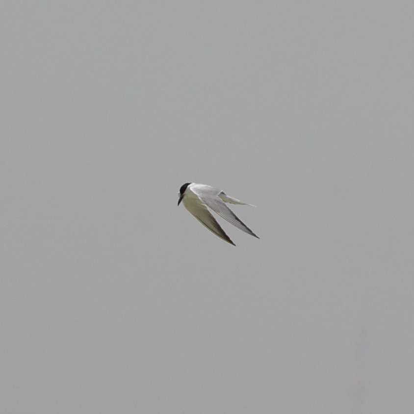 Gull-billed Tern - Abdul Raheem Munderi