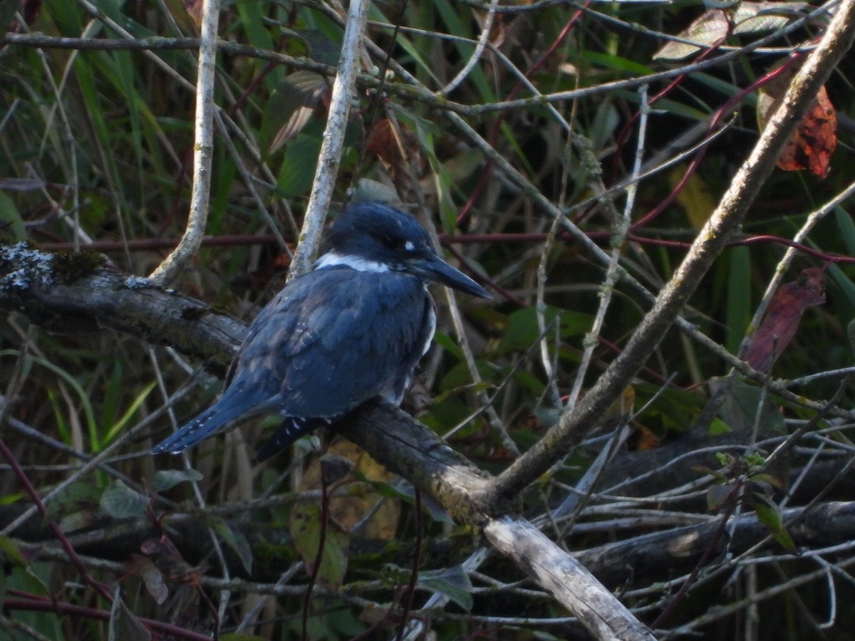 Belted Kingfisher - ML609491123