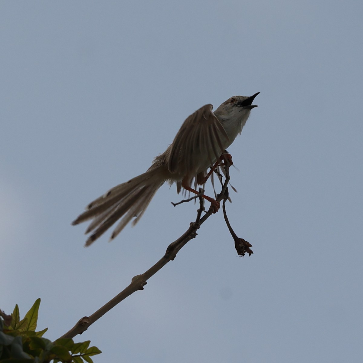 Delicate Prinia - ML609491132